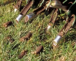 Aerating and De-thatching